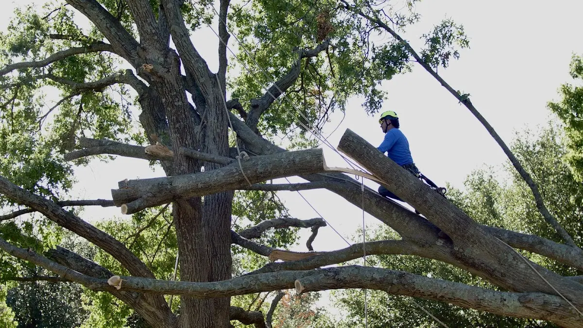 Professional Hazardous Tree Removal performed by certified arborists in Pleasanton